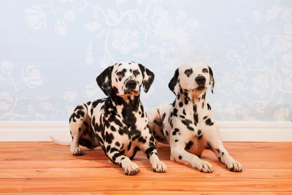 professional pet stain and odor removal